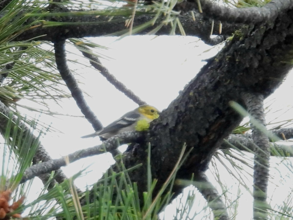Hermit Warbler - ML639876087
