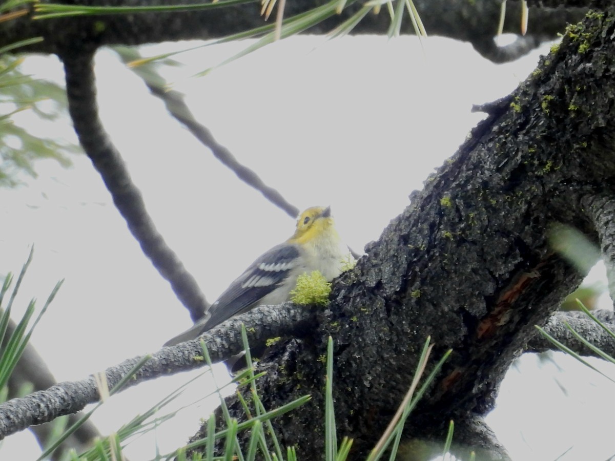 Hermit Warbler - ML639876105