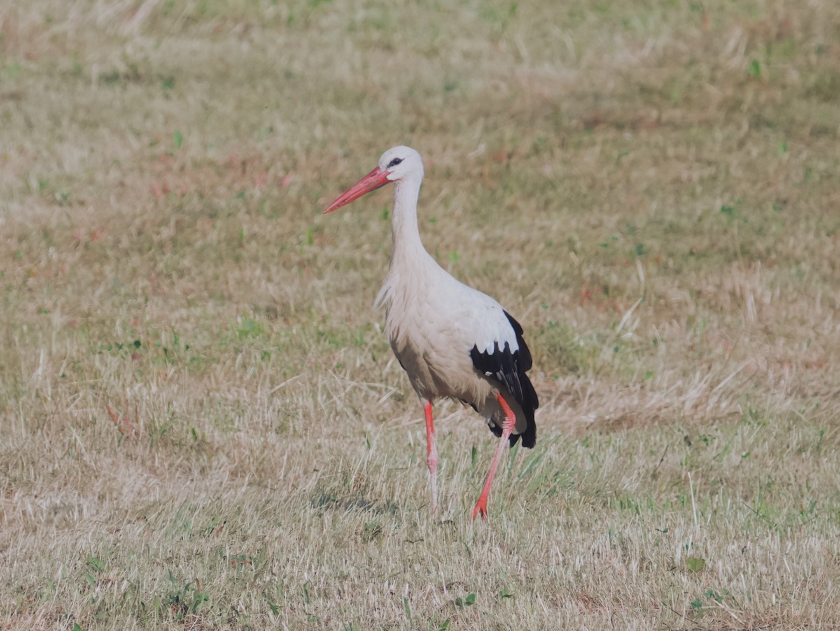 White Stork - ML639876138