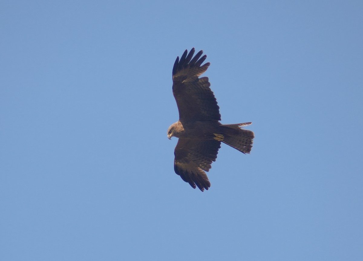 Black Kite - ML639876150