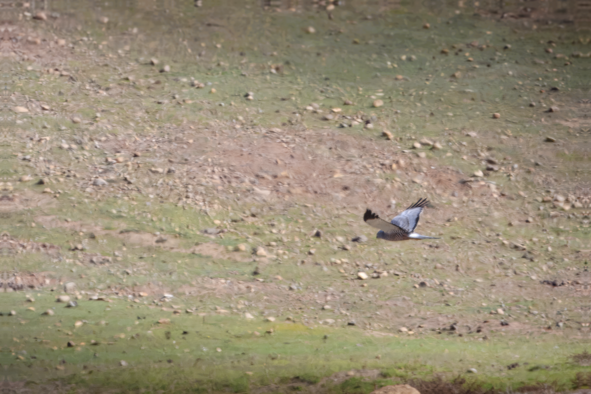 Cinereous Harrier - ML639876152