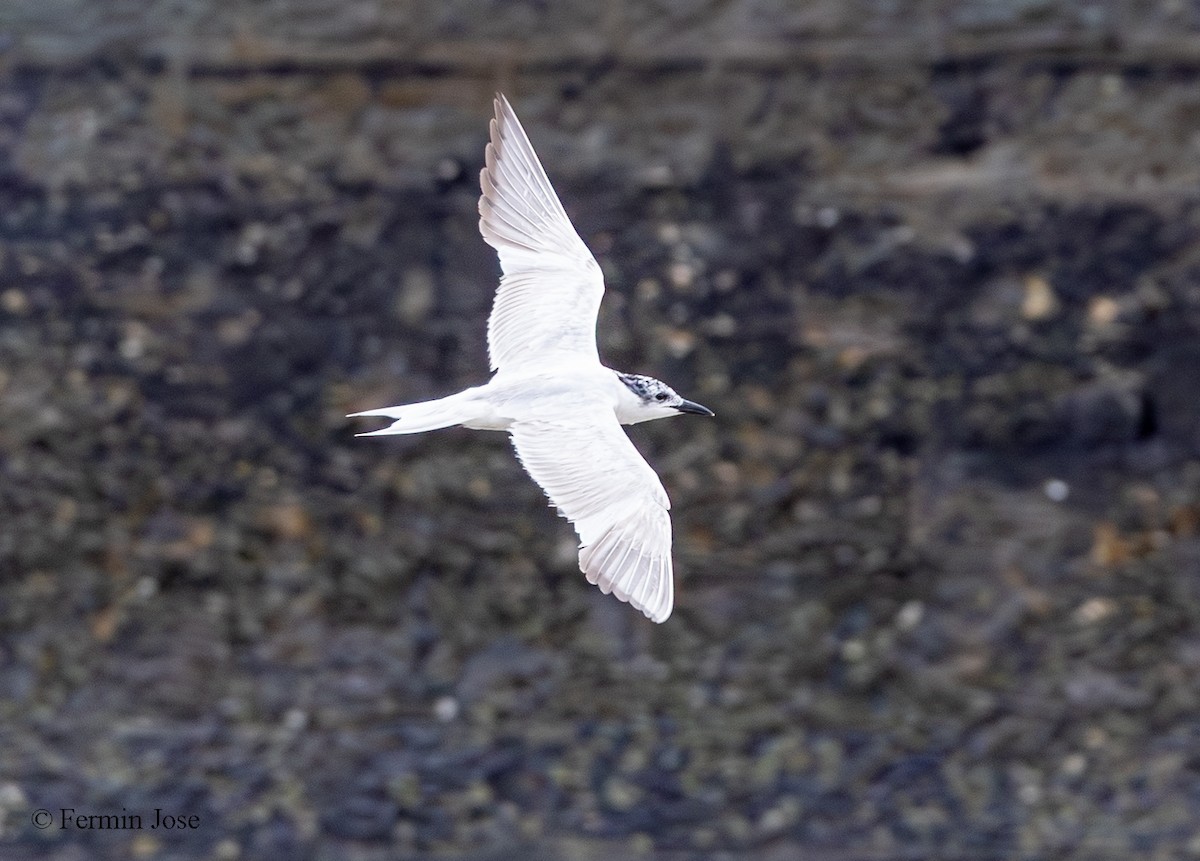 Gull-billed Tern - ML639876154