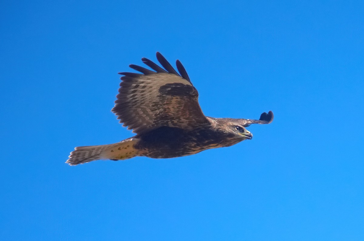 Common Buzzard - ML639876157