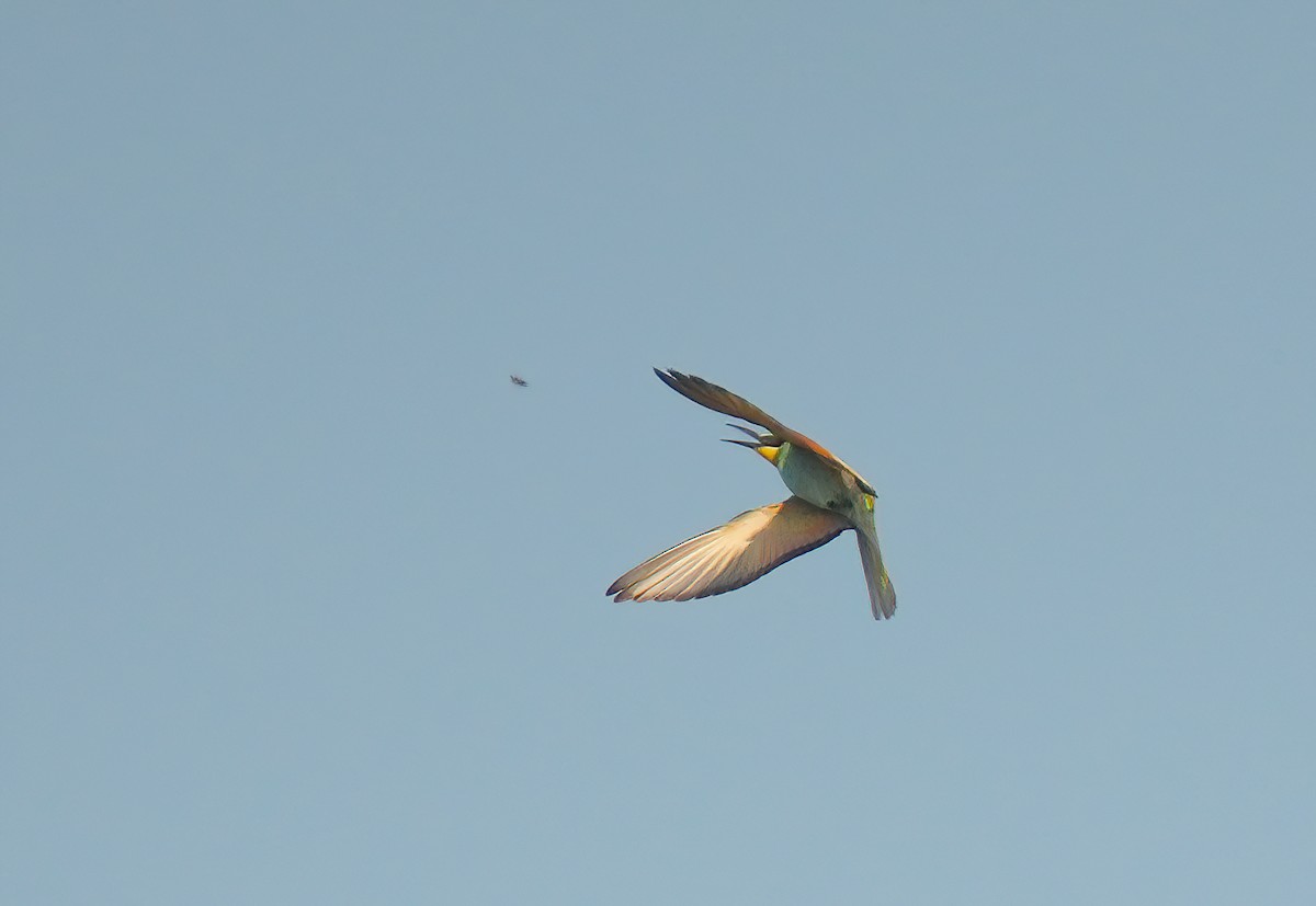 European Bee-eater - ML639876167