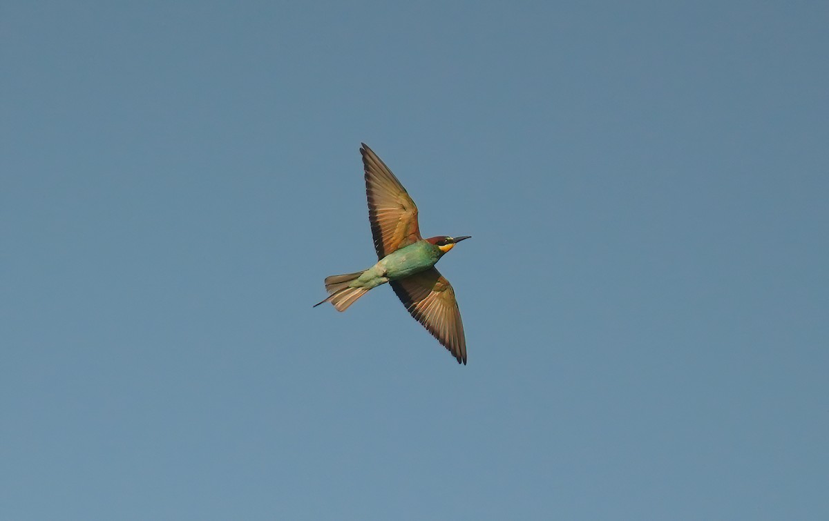 European Bee-eater - ML639876169