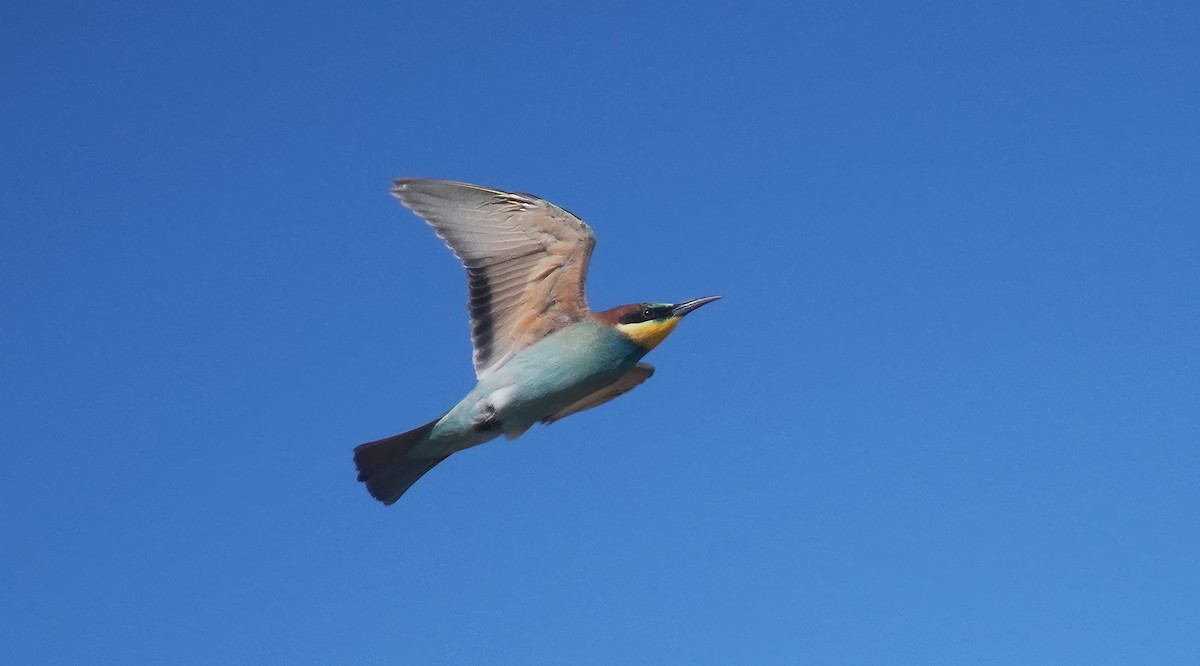 European Bee-eater - ML639876172