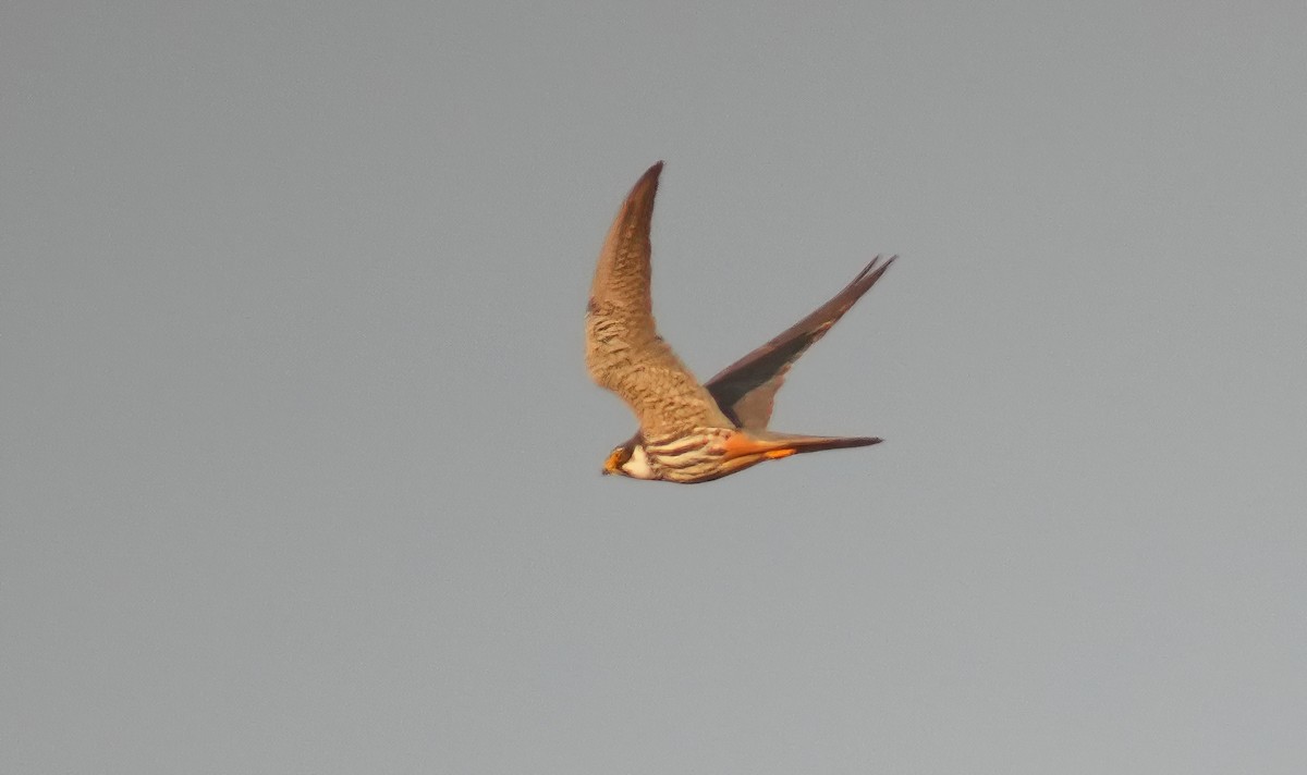 Eurasian Hobby - ML639876187