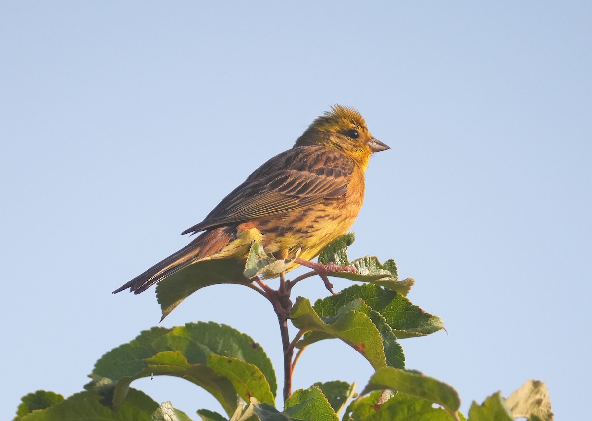 Yellowhammer - ML639876203
