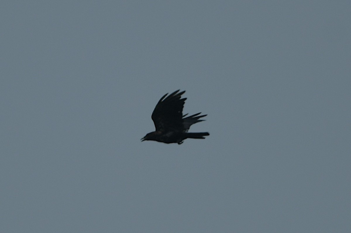 American Crow - ML639876209