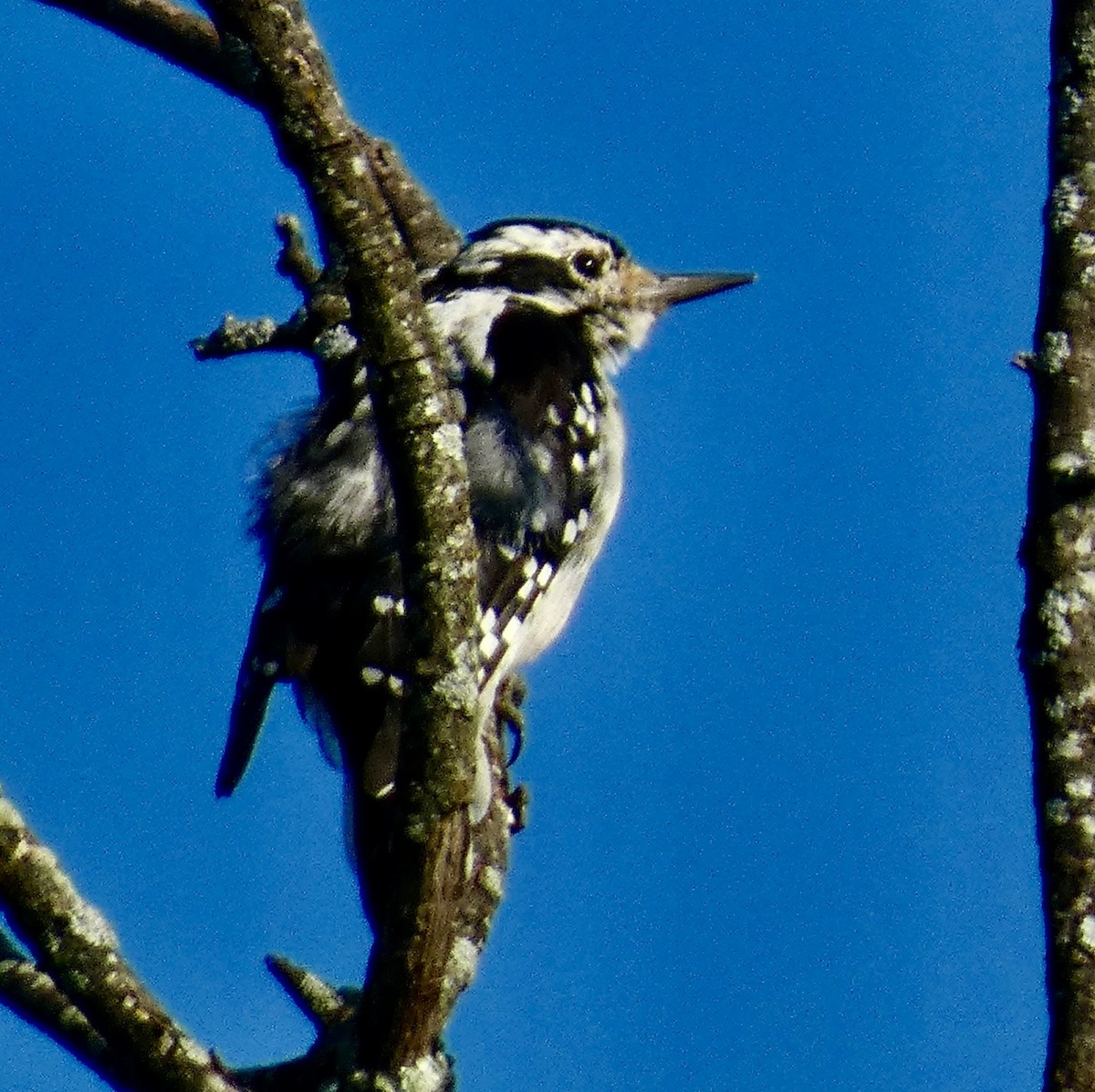 Downy Woodpecker - ML639876245