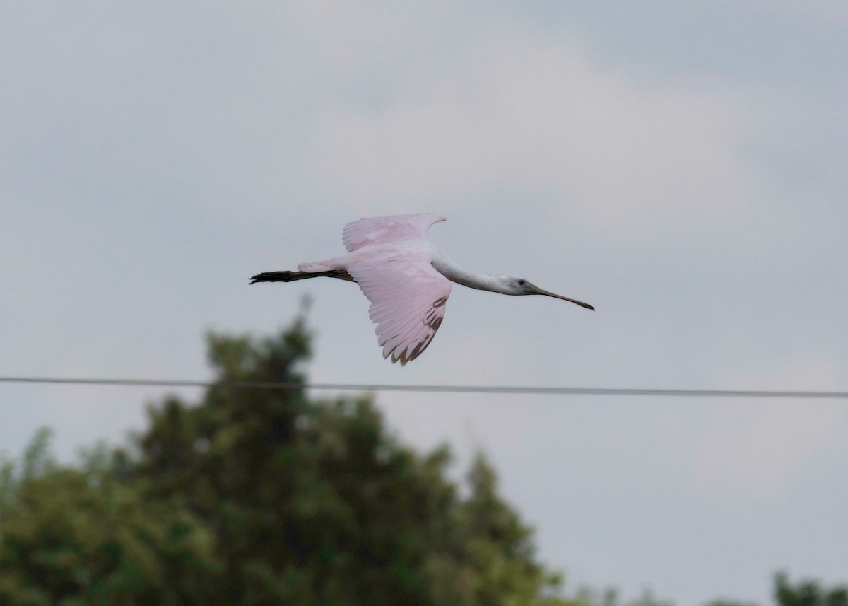 Roseate Spoonbill - ML639876322