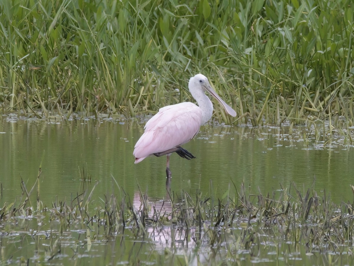 Roseate Spoonbill - ML639876323