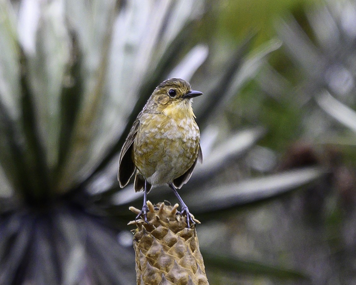 Boyaca Antpitta - ML639876364