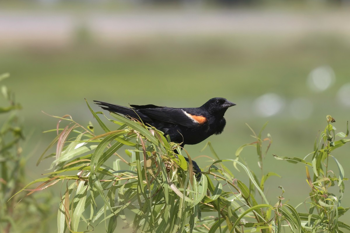 Red-winged Blackbird - ML639876402