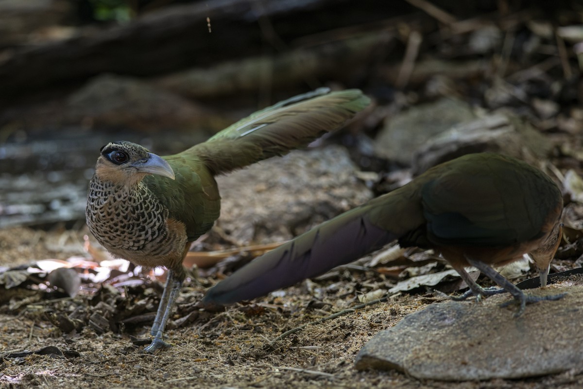 Scaled Ground-Cuckoo - ML639876431