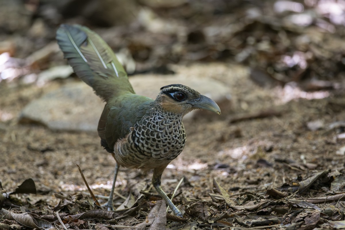 Scaled Ground-Cuckoo - ML639876658