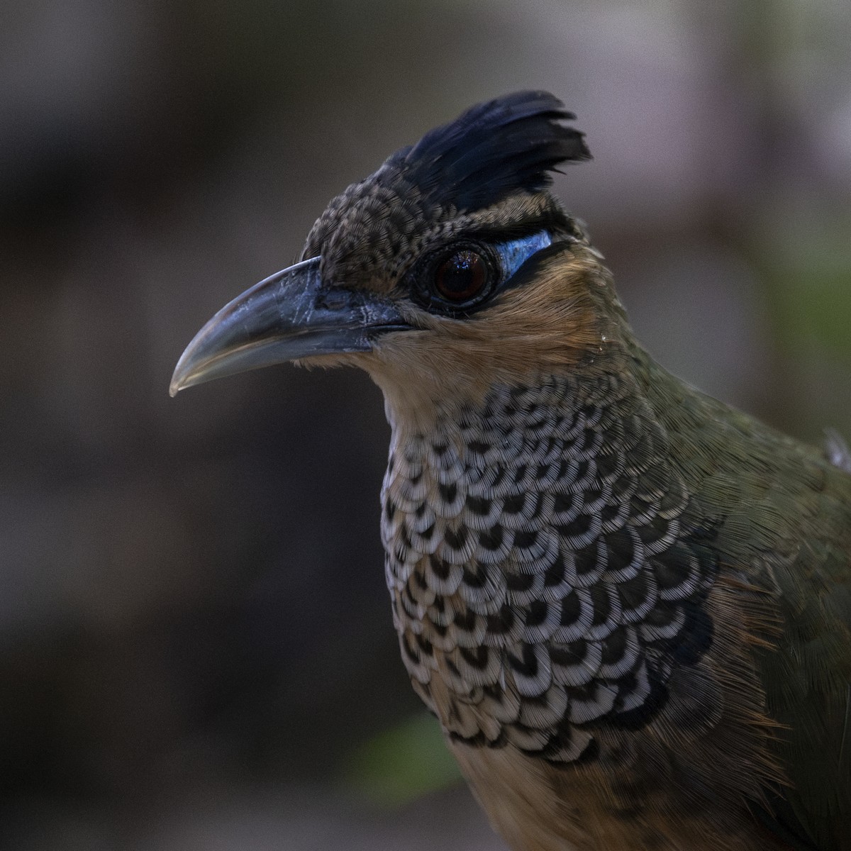 Scaled Ground-Cuckoo - ML639876722