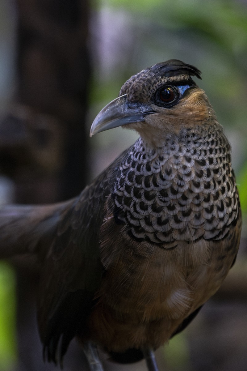 Scaled Ground-Cuckoo - ML639876724