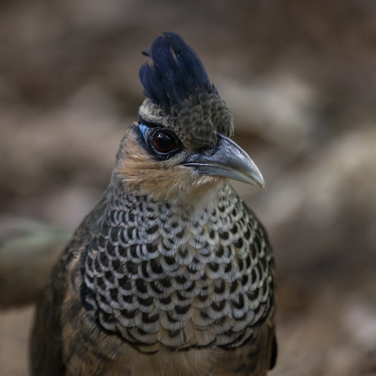 Scaled Ground-Cuckoo - ML639876725