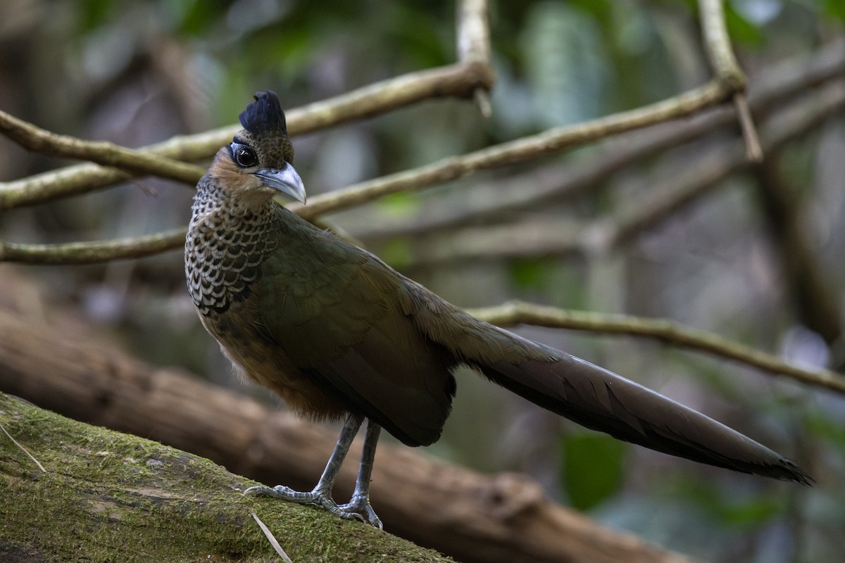 Scaled Ground-Cuckoo - ML639876727
