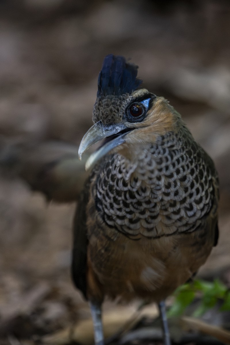 Scaled Ground-Cuckoo - ML639876729