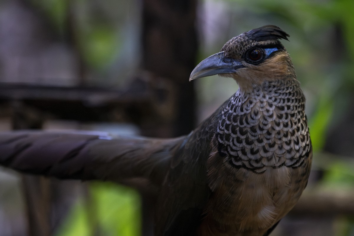 Scaled Ground-Cuckoo - ML639876730