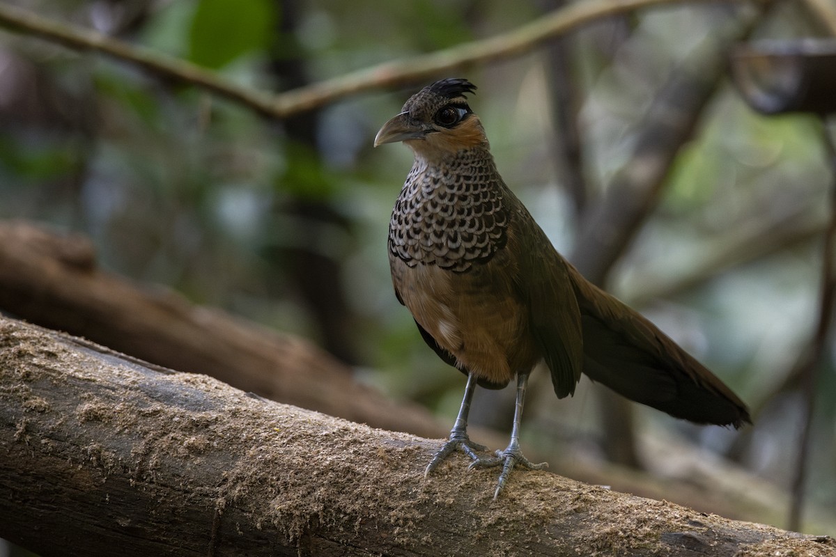 Scaled Ground-Cuckoo - ML639876731