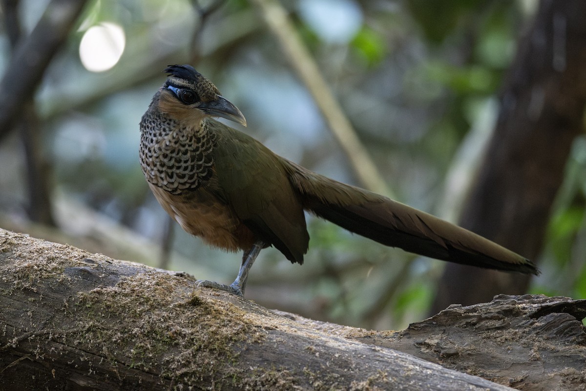 Scaled Ground-Cuckoo - ML639876732