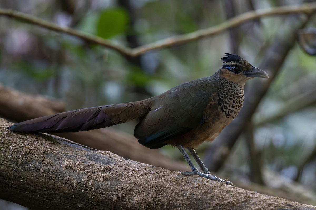 Scaled Ground-Cuckoo - ML639876733