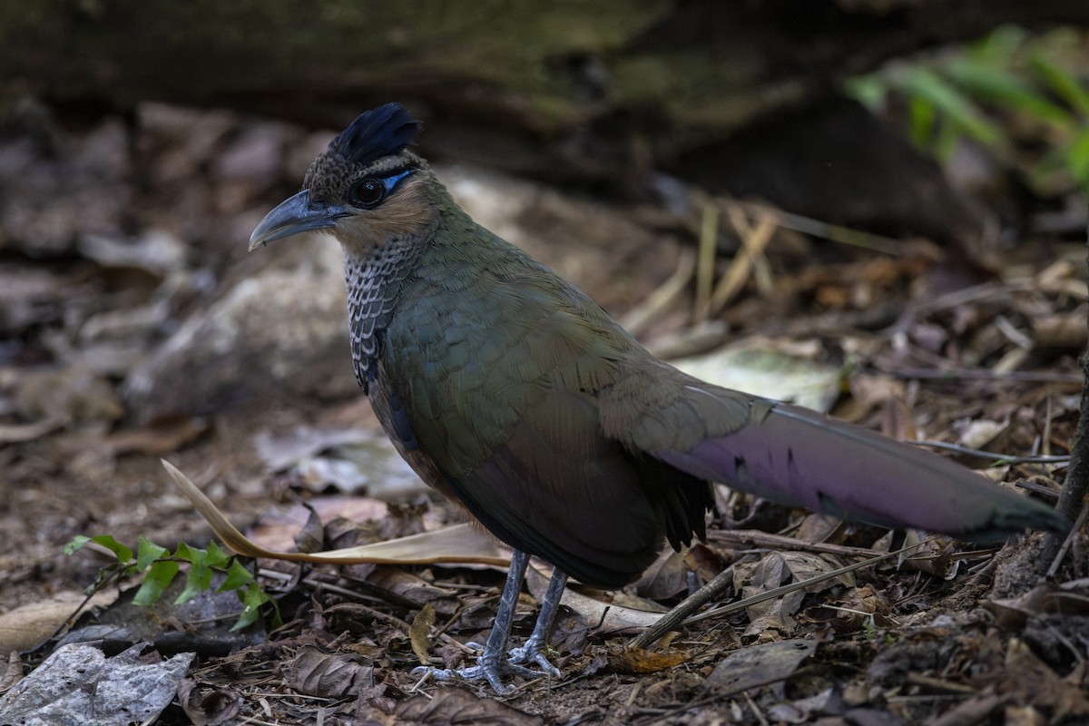 Scaled Ground-Cuckoo - ML639876735