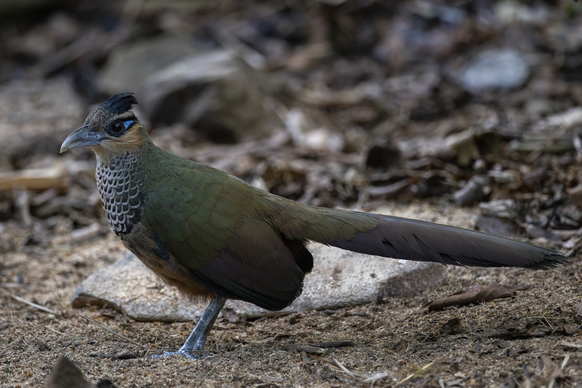 Scaled Ground-Cuckoo - ML639876736