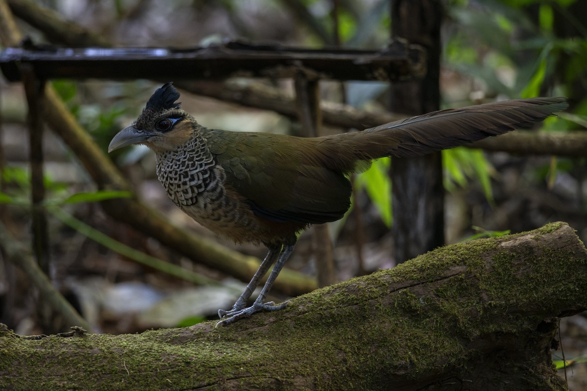Scaled Ground-Cuckoo - ML639876737
