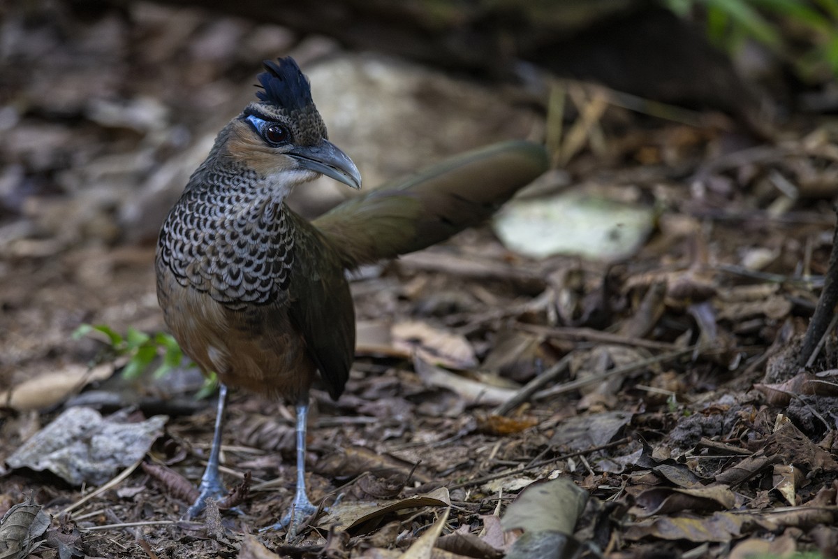 Scaled Ground-Cuckoo - ML639876738