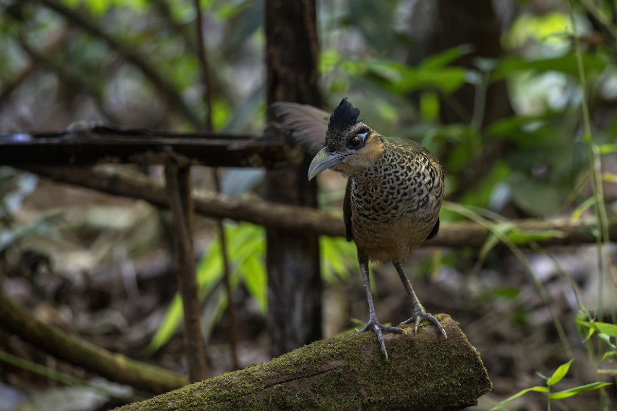 Scaled Ground-Cuckoo - ML639876739