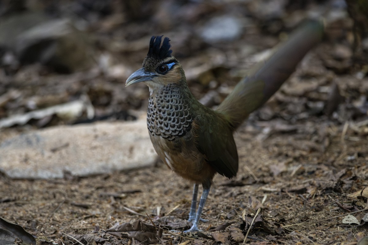 Scaled Ground-Cuckoo - ML639876779