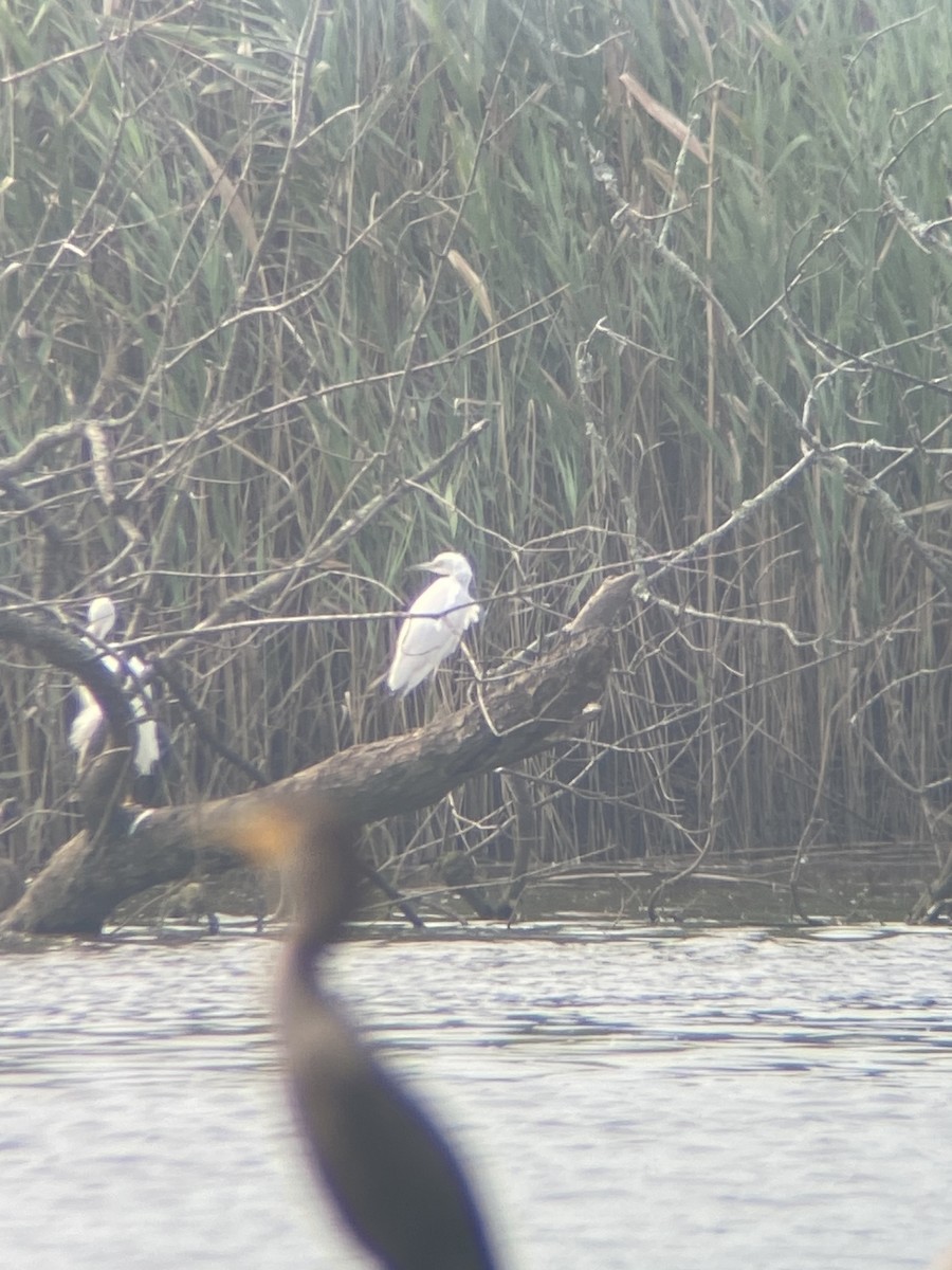 white egret sp. - ML639876807