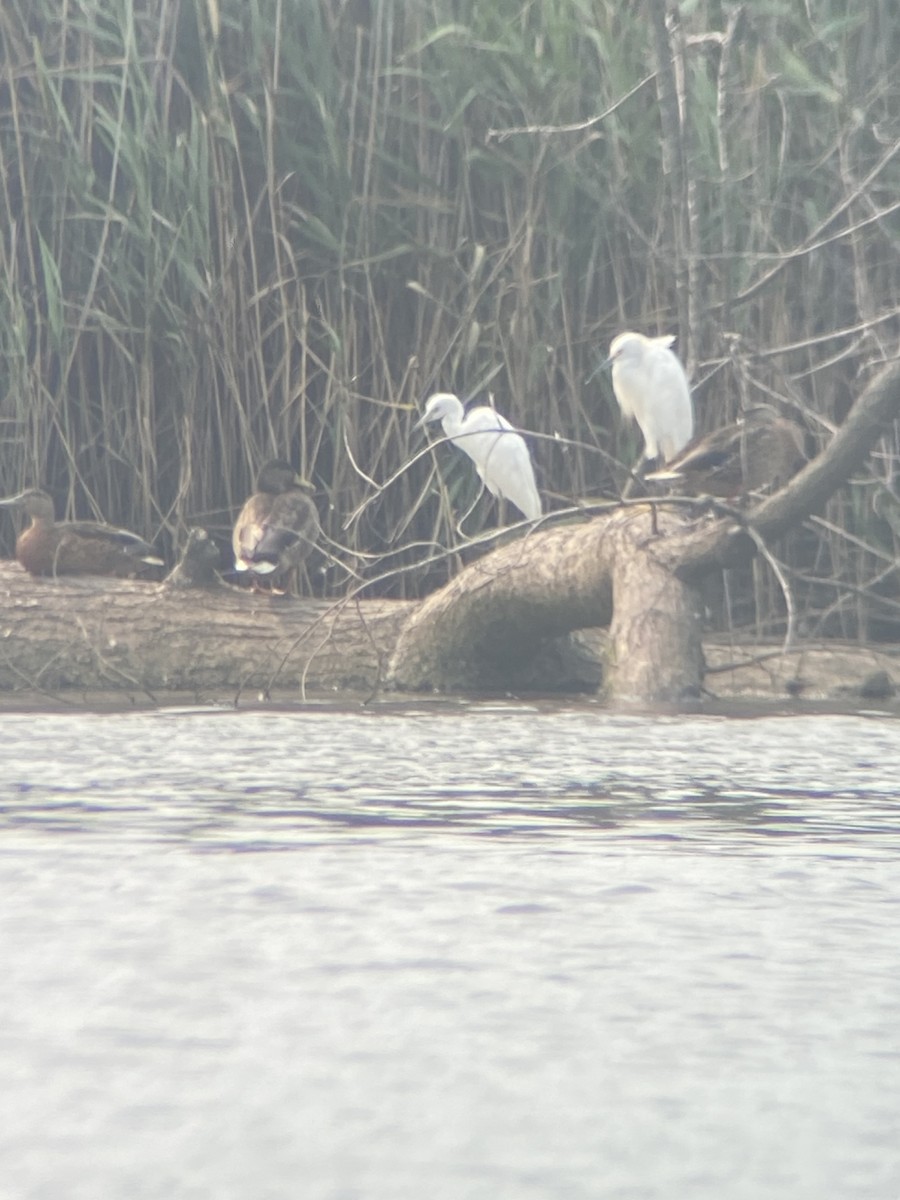 white egret sp. - ML639876808