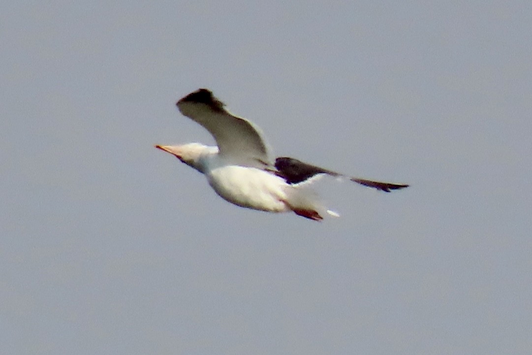 Western Gull - ML639876823