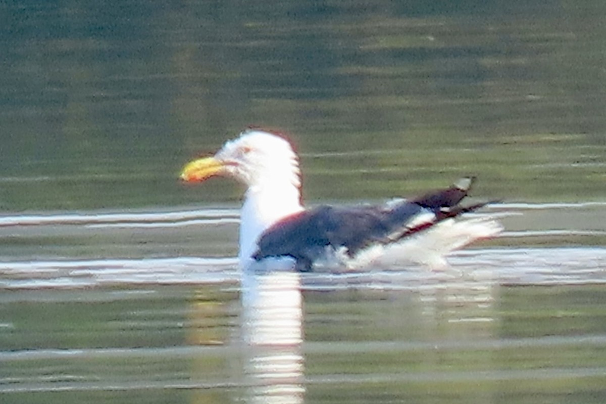 Western Gull - ML639876824