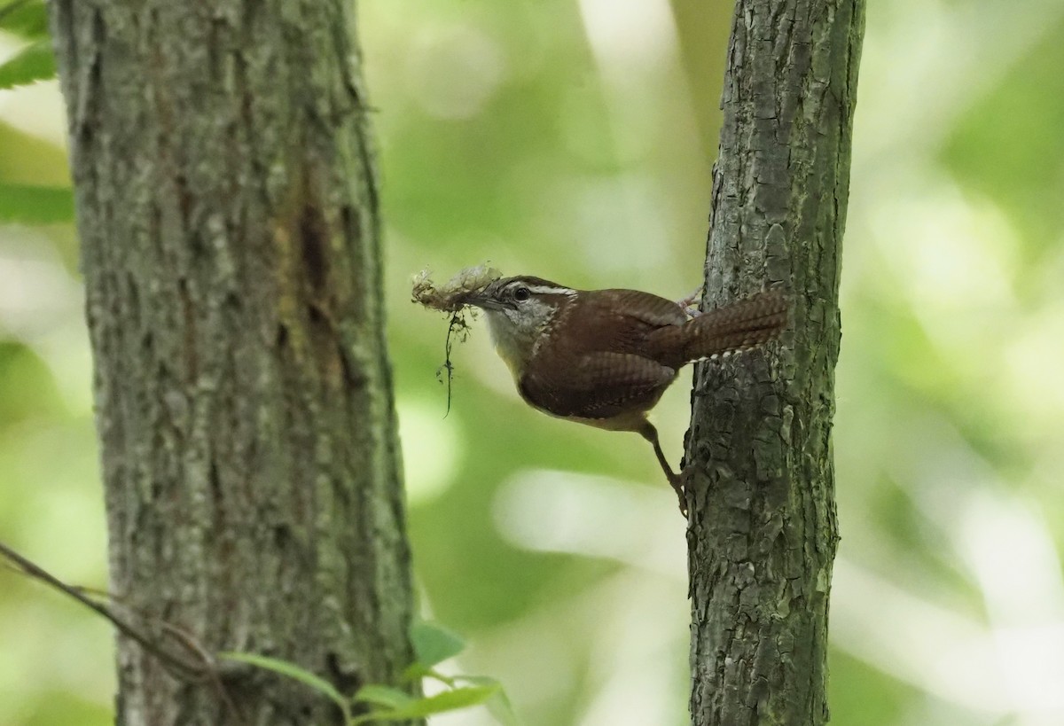 Carolina Wren - ML639876887