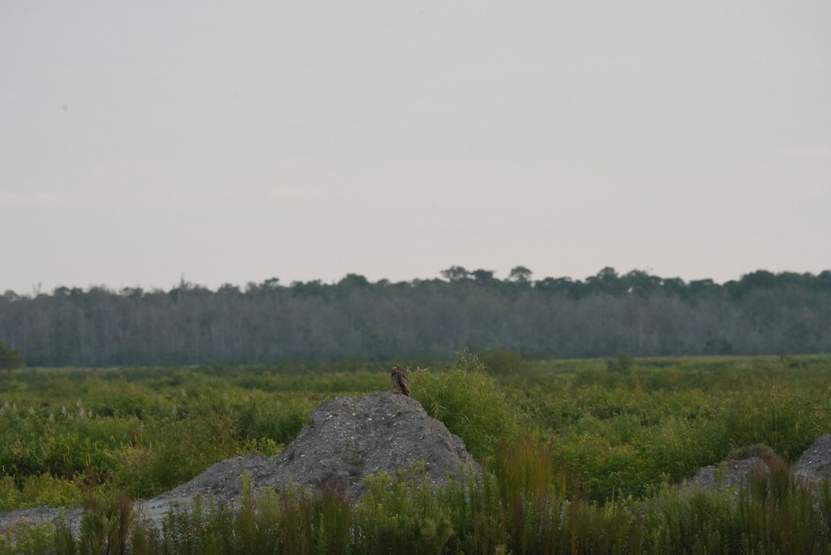 Great Horned Owl - ML639876920