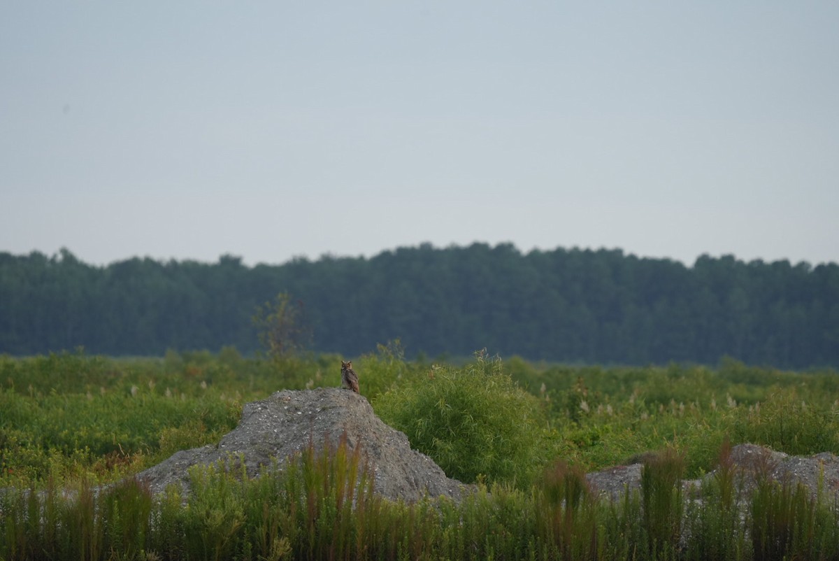 Great Horned Owl - ML639876921