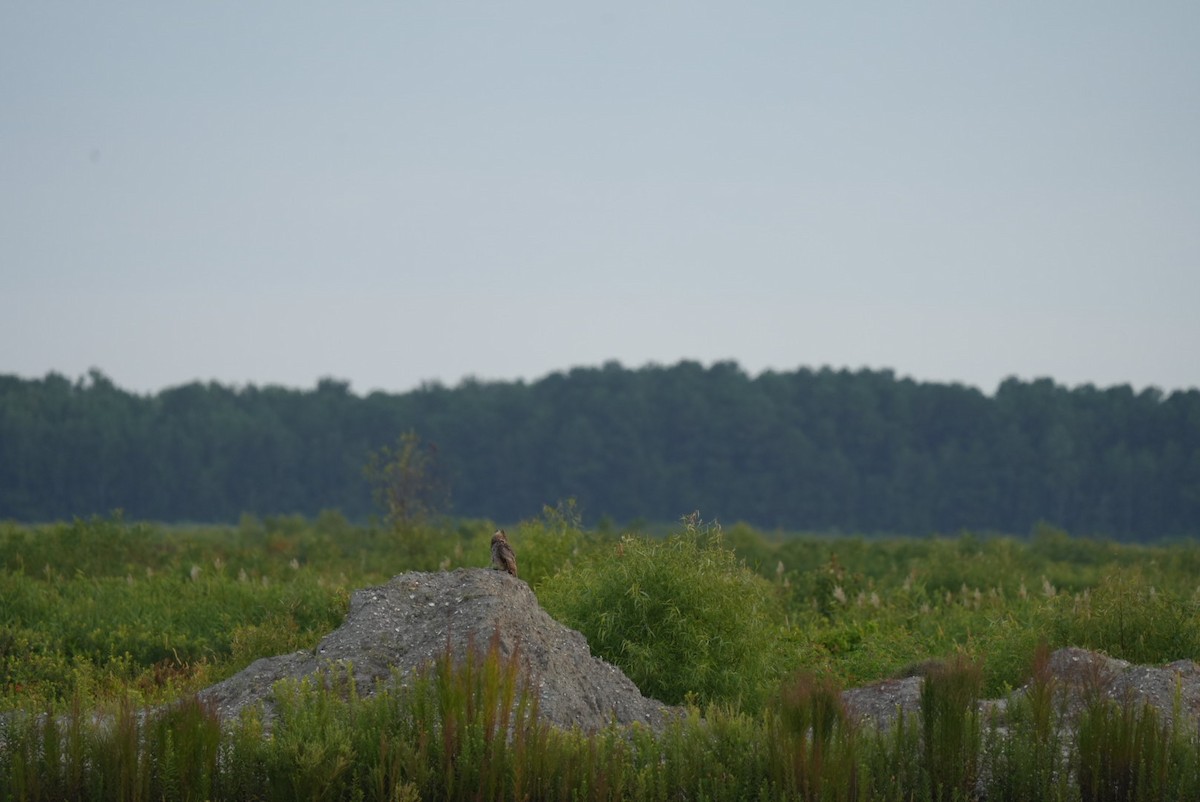 Great Horned Owl - ML639876922