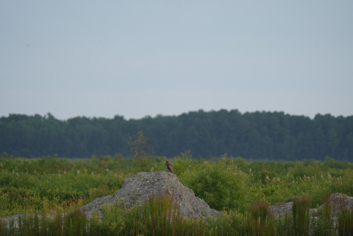 Great Horned Owl - ML639876924