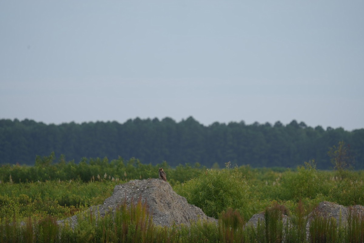 Great Horned Owl - ML639876925