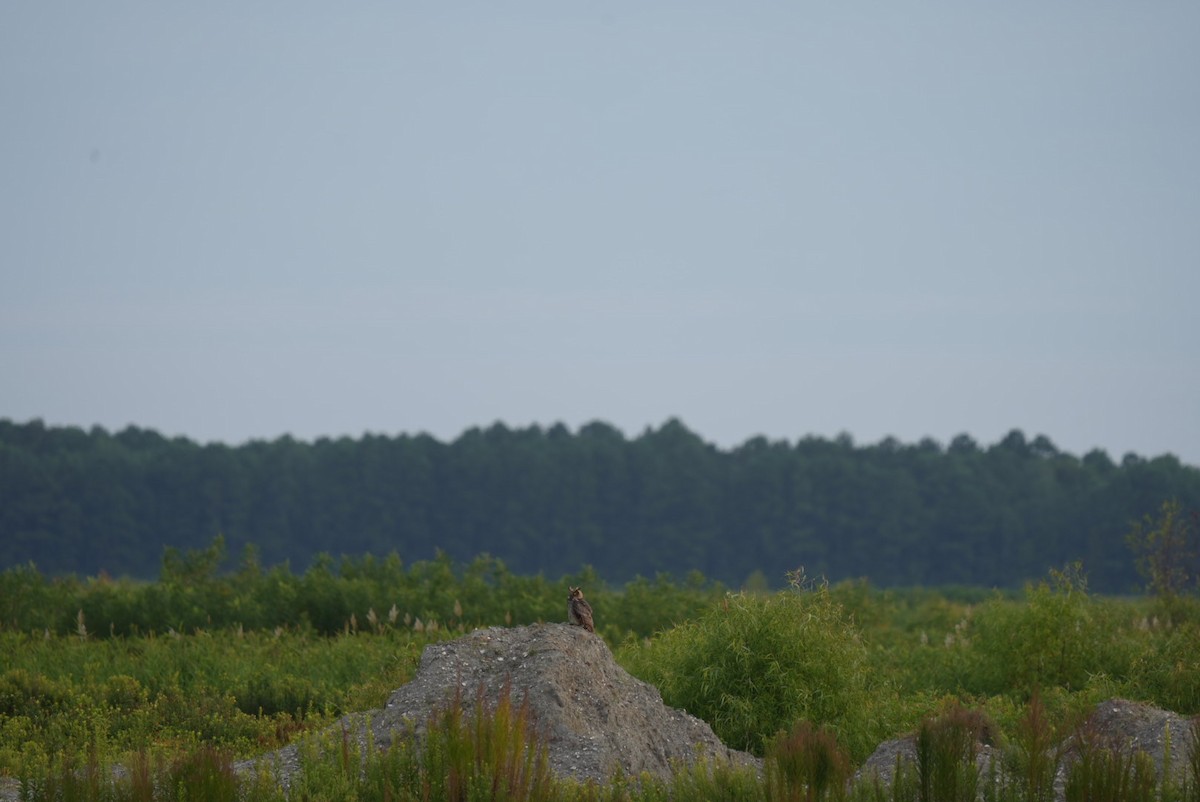 Great Horned Owl - ML639876926