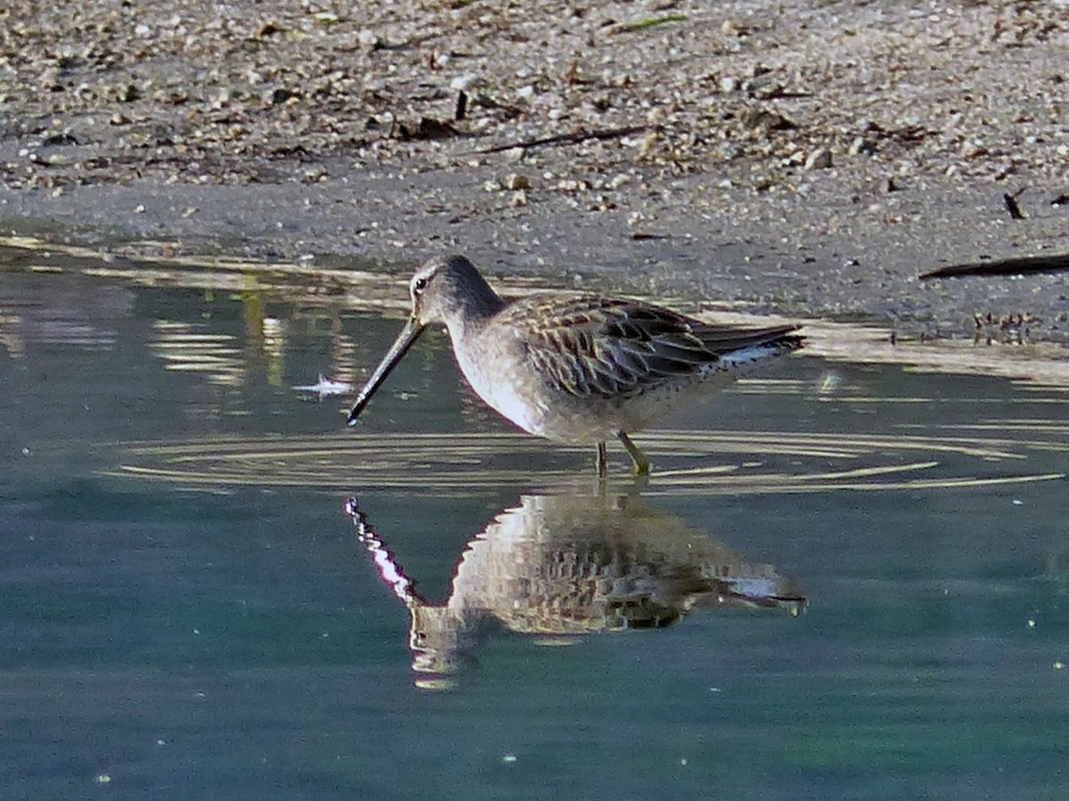 Long-billed Dowitcher - ML639876936