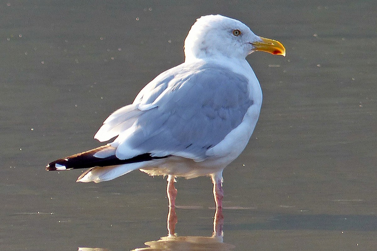American Herring Gull - ML639876945