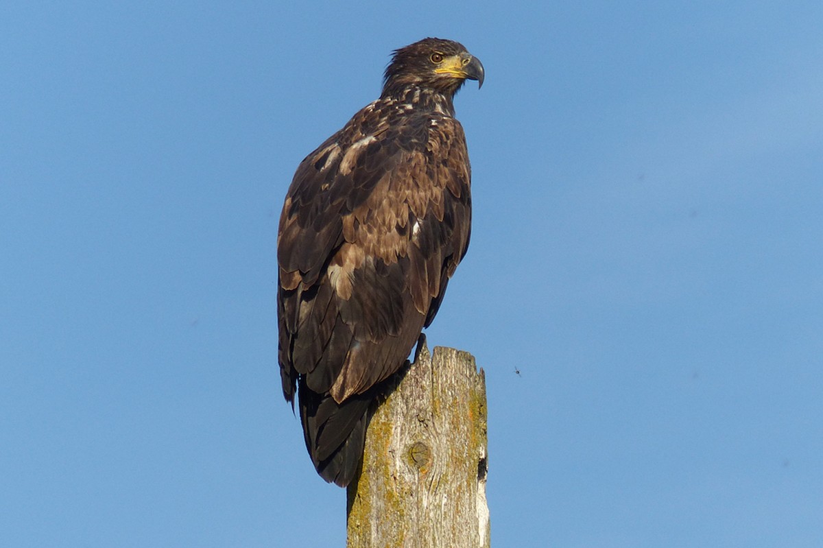 Bald Eagle - ML639876951