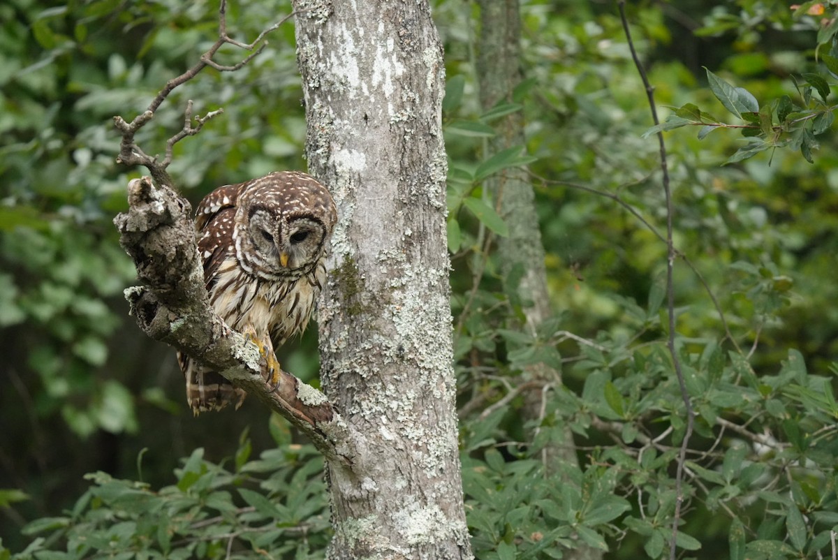 Barred Owl - ML639876954